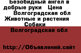 Безобидный ангел в добрые руки › Цена ­ 5 000 - Волгоградская обл. Животные и растения » Собаки   . Волгоградская обл.